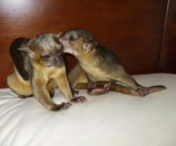Kinkajou
