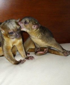 Kinkajou