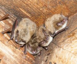 Little Brown Bat