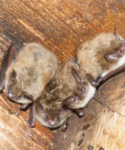 Little Brown Bat