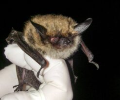 Little Brown Bat