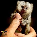 Marmoset Monkey