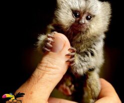 Marmoset Monkey
