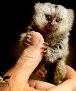 Marmoset Monkey