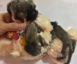 Marmoset Monkey