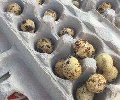 Mearns Quail Hatching Eggs