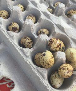 Mearns Quail Hatching Eggs