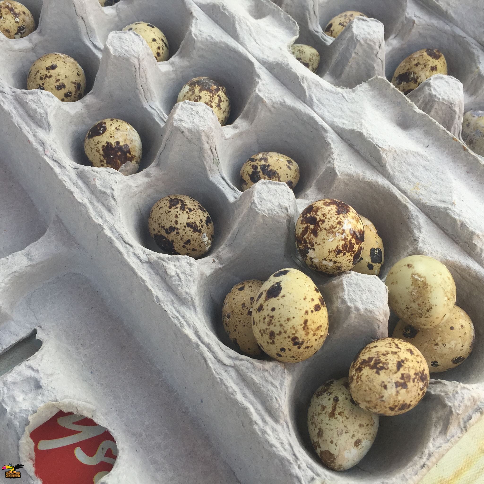 jumbo quail hatching eggs