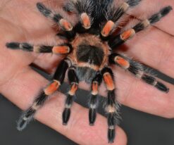 Mexican RedKnee Tarantula