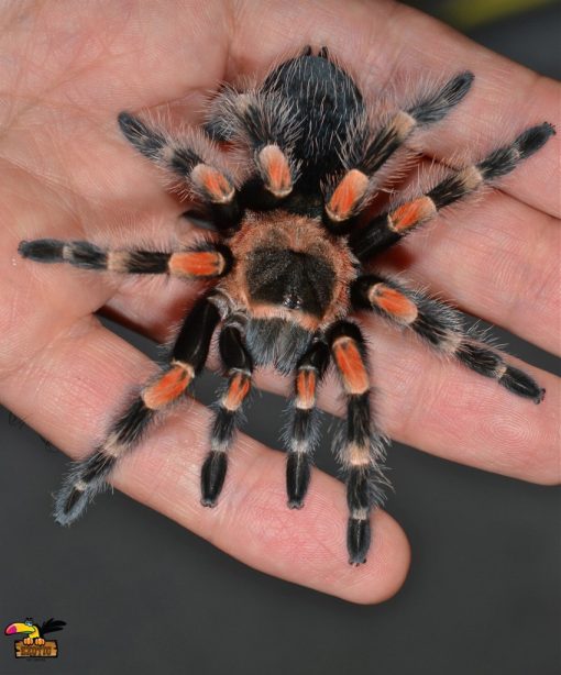 Mexican RedKnee Tarantula