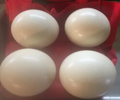 Ostrich Eggs