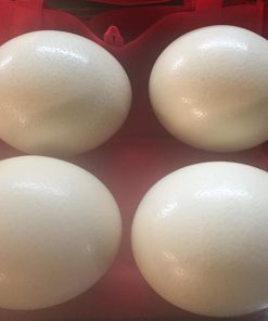 Ostrich Eggs