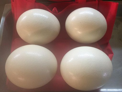 Ostrich Eggs