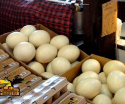 Ostrich Eggs