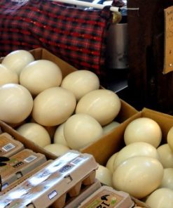 Ostrich Eggs