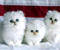 Persian Kitten