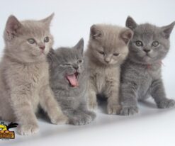 Persian Kitten
