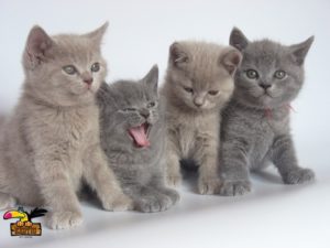 Persian-kittens-ConvertImage