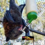 Flying Fox Bat