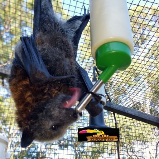 Flying Fox Bat