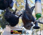 Flying Fox Bat