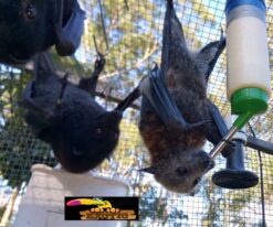 Flying Fox Bat