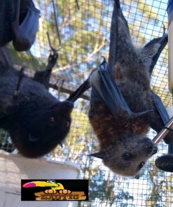 Flying Fox Bat