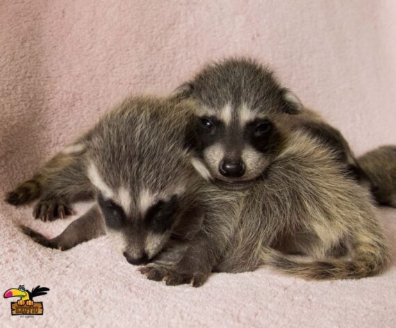 Raccoon-ConvertImage