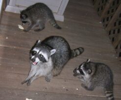 Raccoon