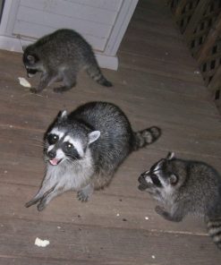 Raccoon