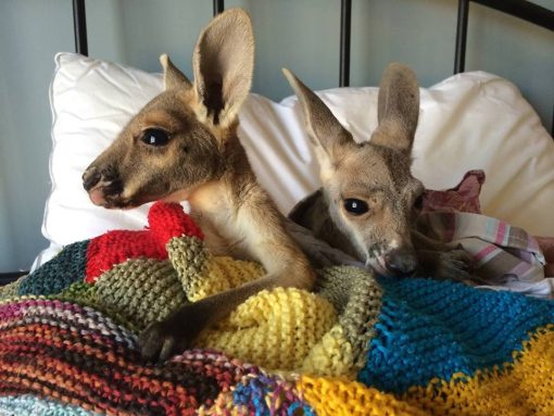 Red Kangaroo Joey