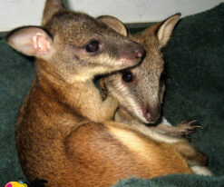 Red Kangaroo Joey