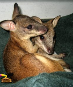 Red Kangaroo Joey