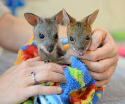 Red Kangaroo Joey