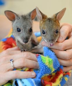 Red Kangaroo Joey