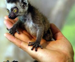 Ring Tailed Lemur