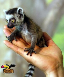 Ring Tailed Lemur