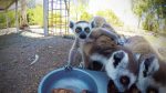 Ring Tailed Lemur