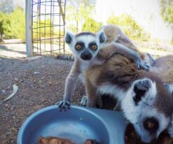 Ring Tailed Lemur