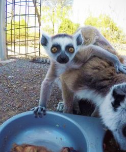 Ring Tailed Lemur