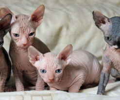 Sphynx Kitten