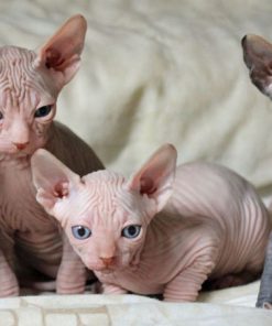 Sphynx Kitten