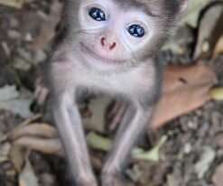Spider Monkey