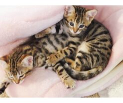 Savannah Kitten