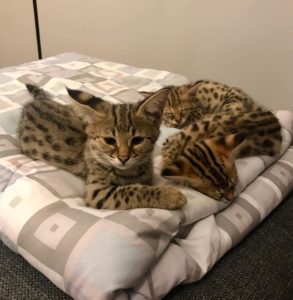 Savannah Kitten1