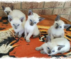 Siamese Kitten