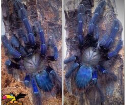 Singapore Blue Tarantula