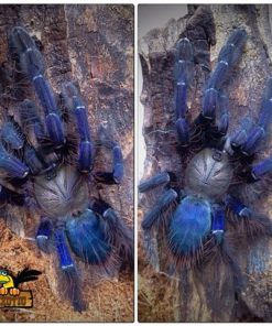 Singapore Blue Tarantula