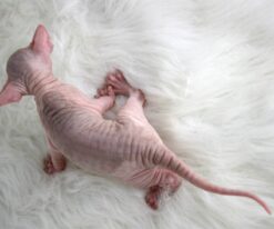 Sphynx Kitten