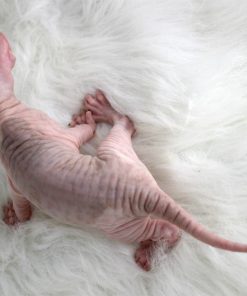 Sphynx Kitten